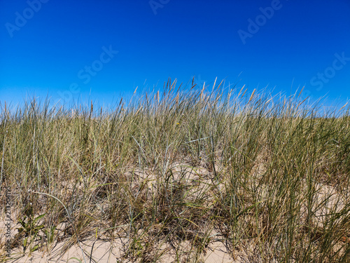 dune grass in summer