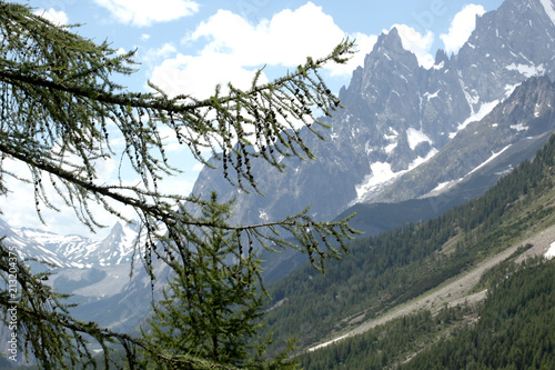 close up on larch branches with a tall mountain on the background