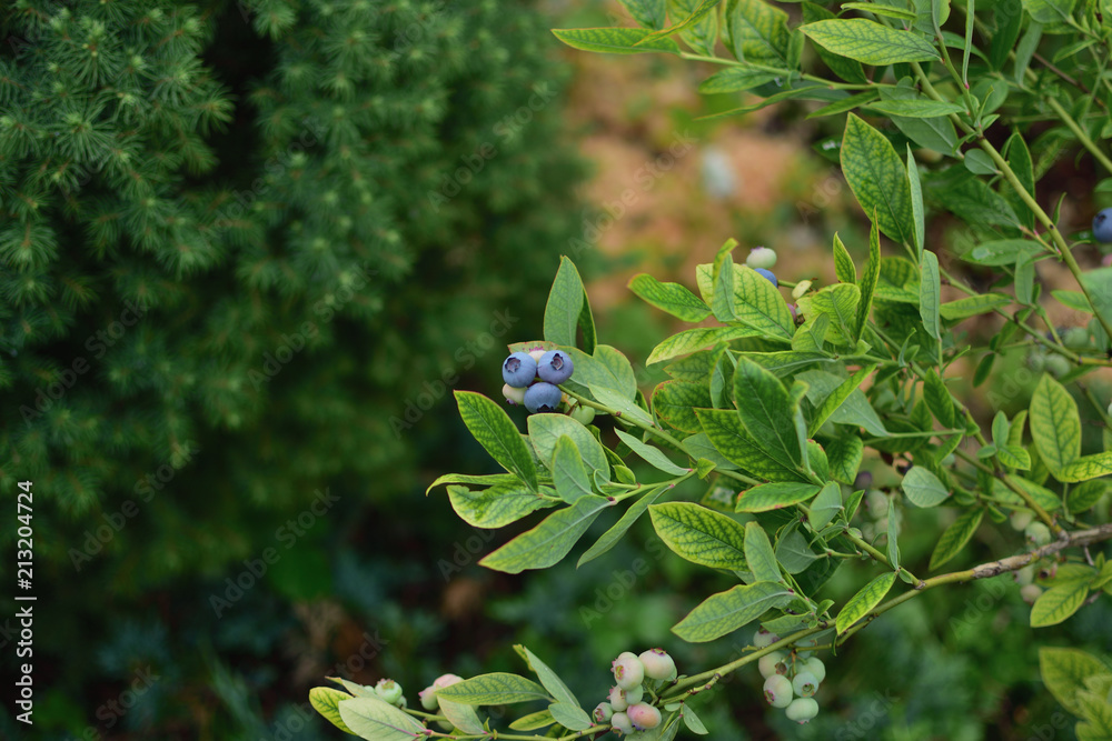 close-up of purple and green berries Blueberries in the summer garden on a green soft blurred background close-up of purple and green berries Blueberries in the summer garden on a green soft blurred background