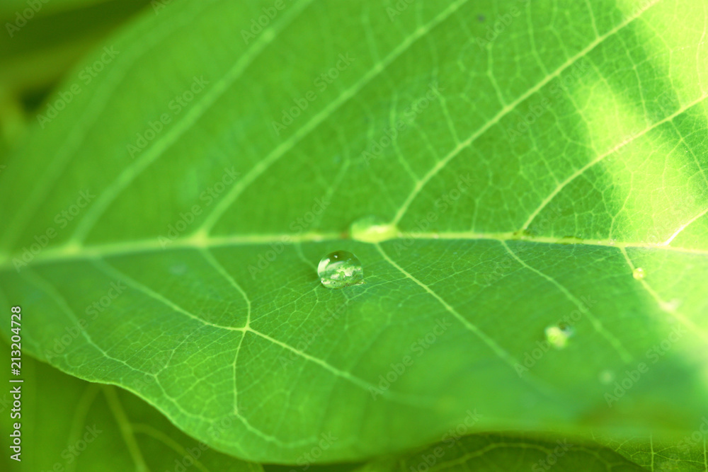 macro view of green leaf plant macro view of green leaf plant