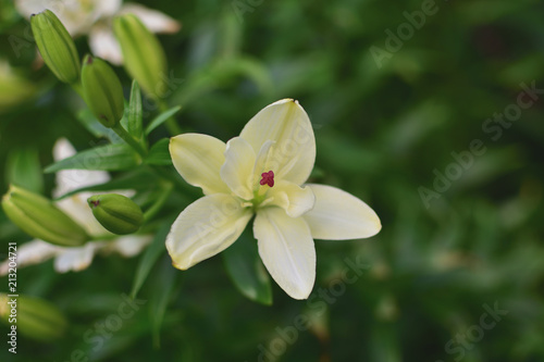 close-up of gentle white lily flowers on soft blurred background