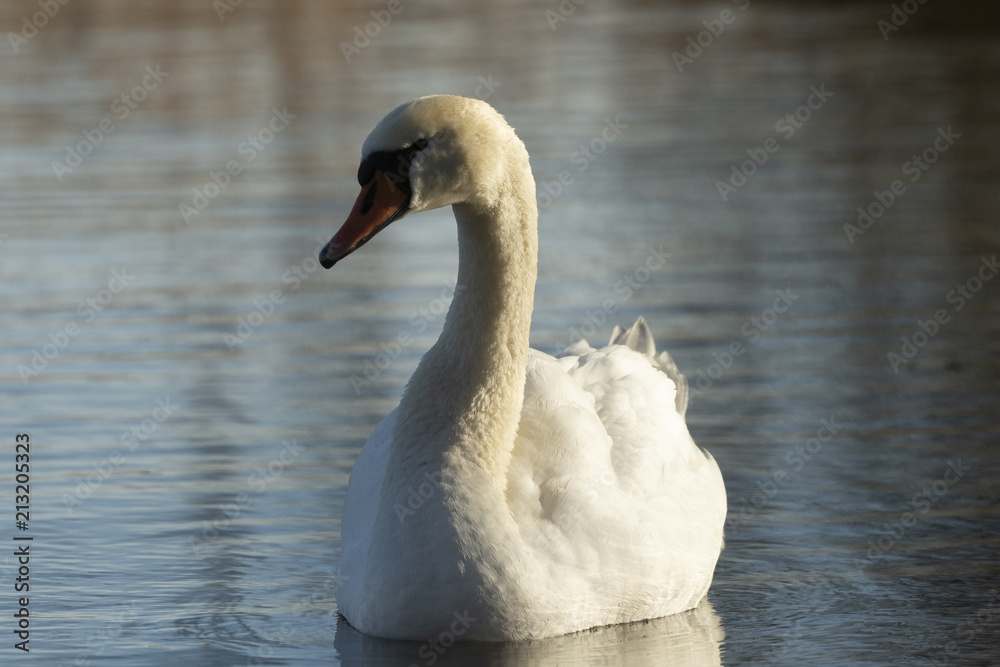 Obraz premium Schwan