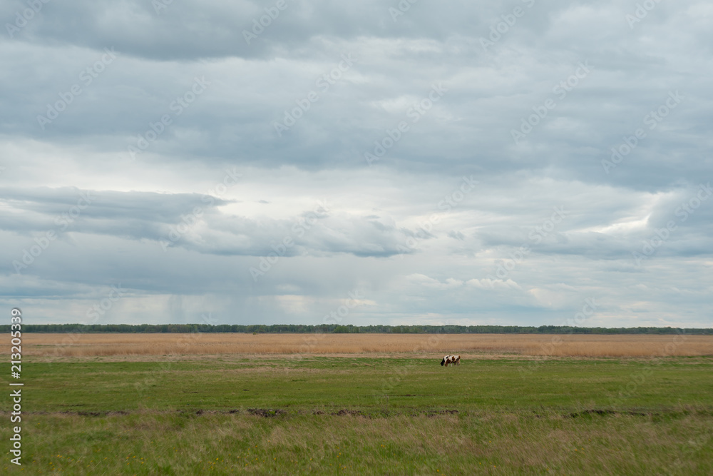 Cows graze in the field in cloudy weather. Cows graze in the field in cloudy weather.