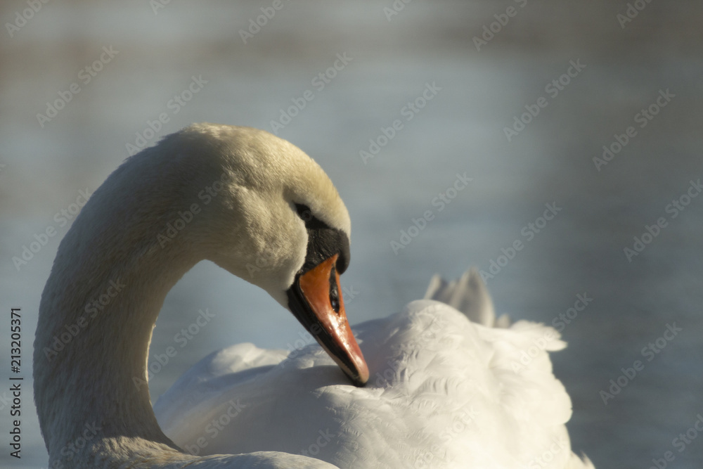 Obraz premium Schwan