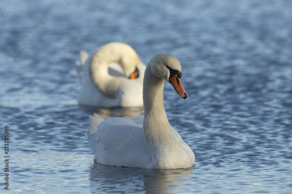 Naklejka premium Schwanenpaar