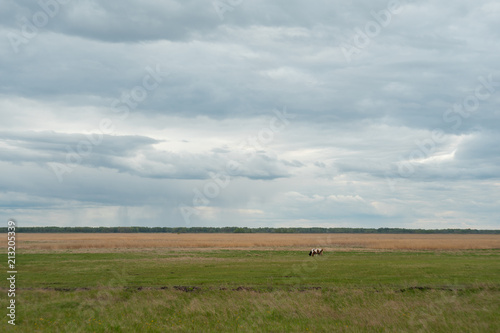 Cows graze in the field in cloudy weather.