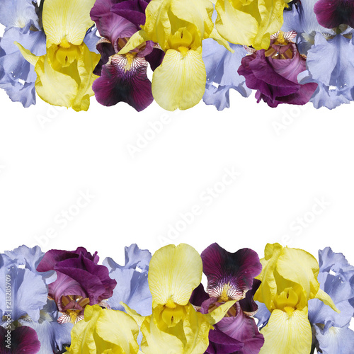 Fototapeta Naklejka Na Ścianę i Meble -  Beautiful floral background of irises 