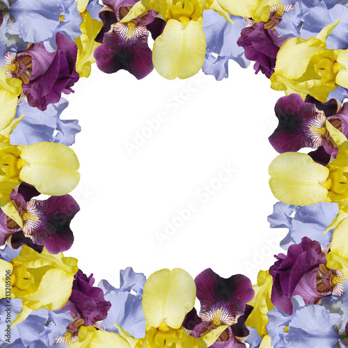 Fototapeta Naklejka Na Ścianę i Meble -  Beautiful floral background of irises 
