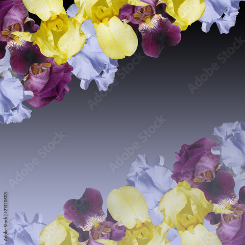 Fototapeta Naklejka Na Ścianę i Meble -  Beautiful floral background of irises 