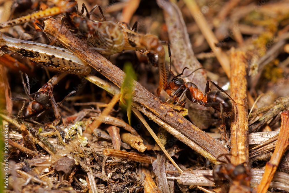 Red wood ants hunting grasshopper in anthill, Danubian wetland, Slovakia forest, Europe