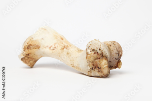 Large Animal Bone