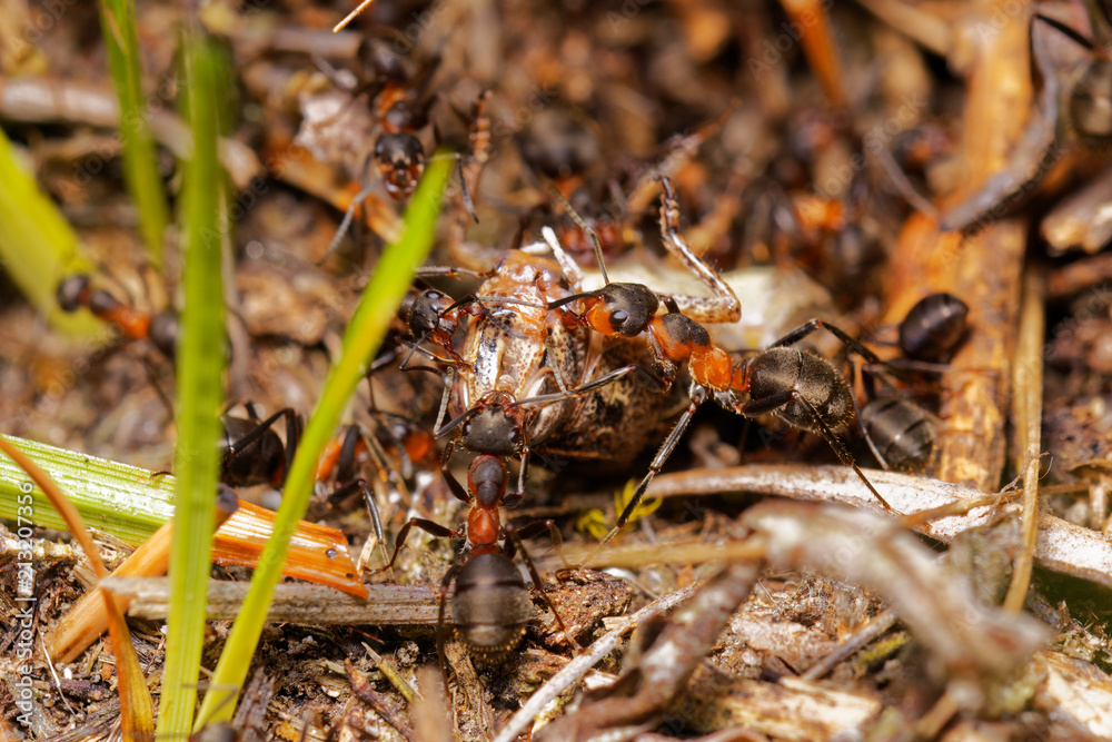Red wood ants hunting grasshopper in anthill, Danubian wetland, Slovakia forest, Europe Red wood ants hunting grasshopper in anthill, Danubian wetland, Slovakia forest, Europe