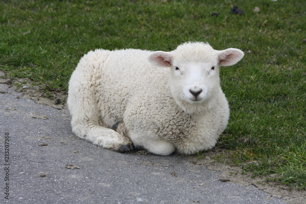 Relaxing Lamb