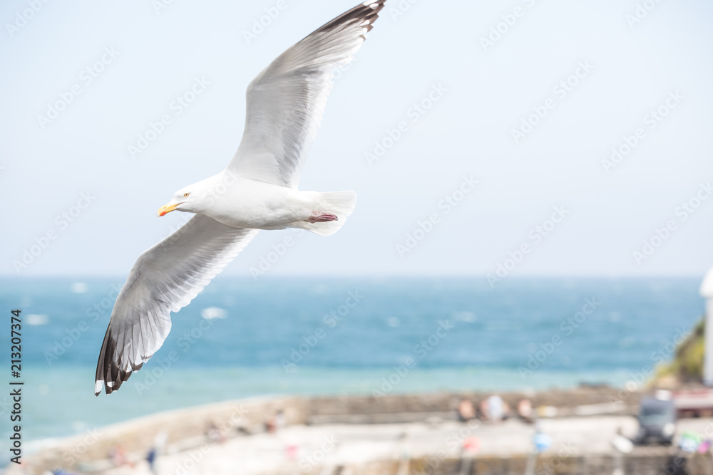 Obraz premium A white Herring Gull soaring high with its wings spread wide off the coast of Cornwall, UK