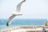A white Herring Gull soaring high with its wings spread wide off the coast of Cornwall, UK