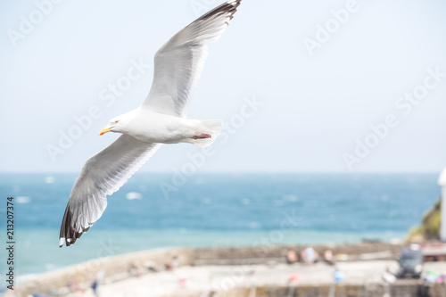 A white Herring Gull soaring high with its wings spread wide off the coast of Cornwall, UK