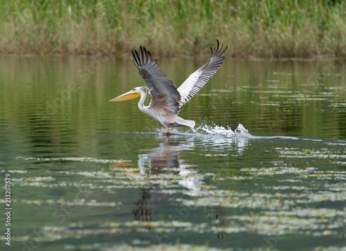 Pink-backed pelican landing on water