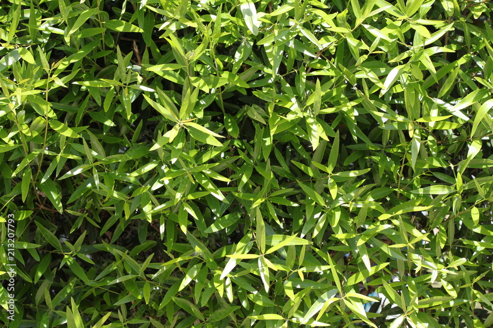 green fresh bamboo texture background