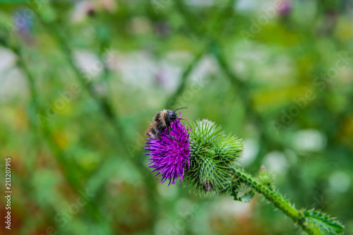 distel,blume,hummel,natur