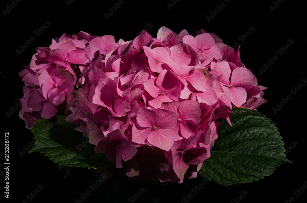 Hortensia flowers isolated on a black background