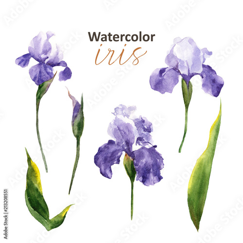 Frame with hand-drawn watercolor irises