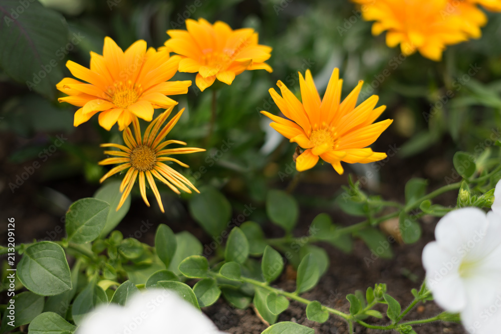 Flower Flower