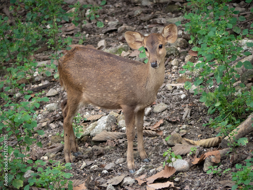 Young doe deer in forest