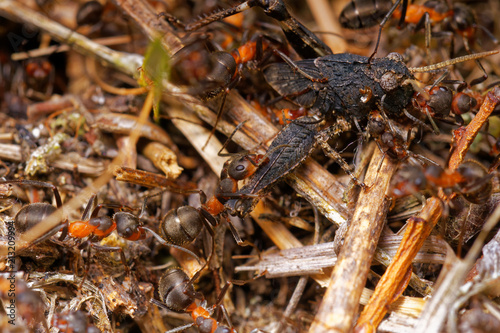 Red wood ants hunting grasshopper in anthill, Danubian wetland, Slovakia forest, Europe
