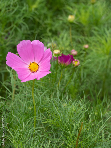 Pink cosmos flower wtih blur background