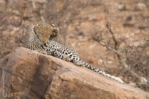 Leopard on rock photo