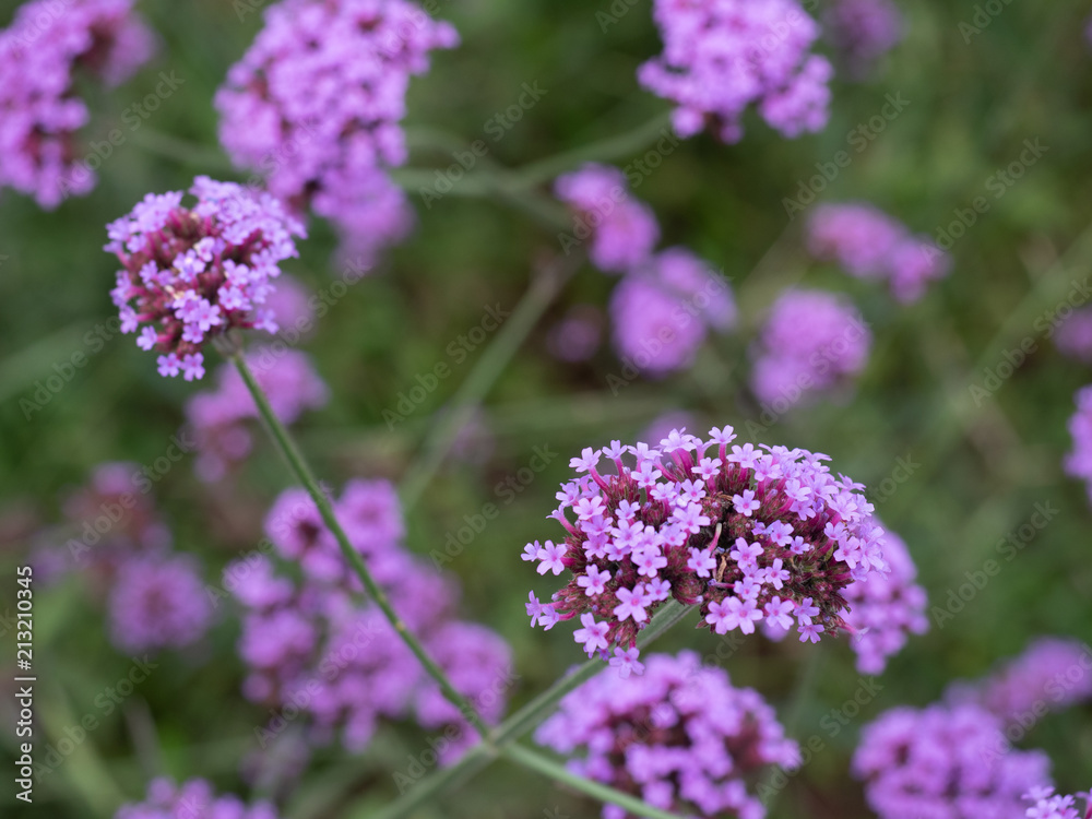 Purple verbena flower with blur background Purple verbena flower with blur background
