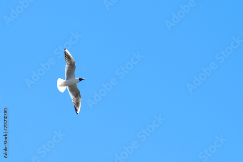 Black-headed gull (Larus ridibundus) flying in the clear blue sky.