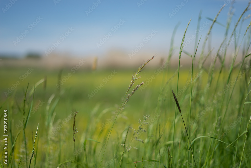 Obraz premium Flower