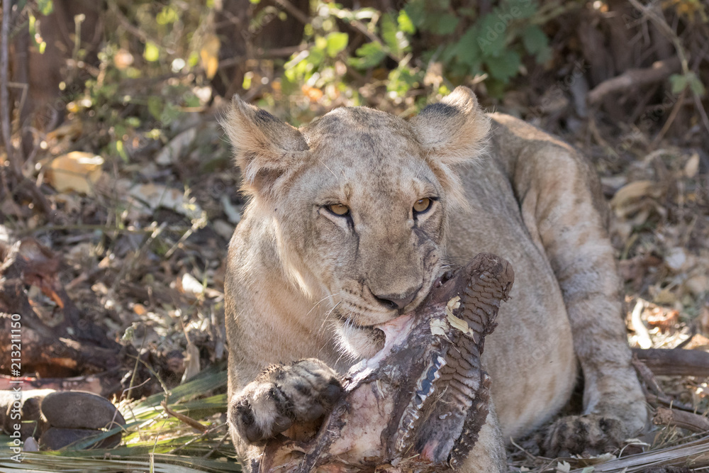 Obraz premium Lion eating