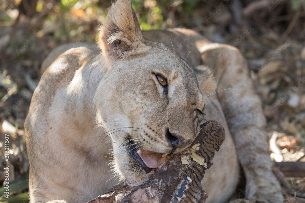 Fototapeta premium Lion eating