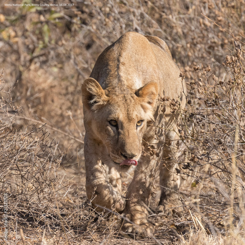 Lion photo