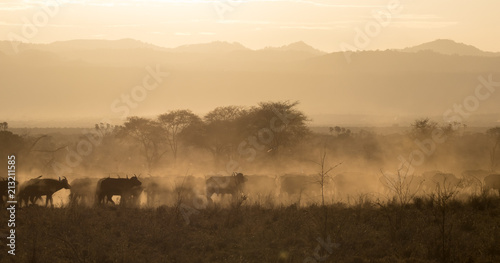African Buffalo at sunset