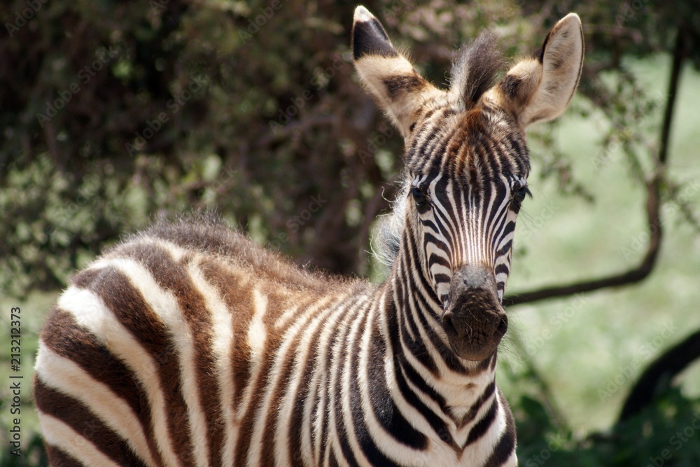 Fototapeta premium Zebra w parku narodowym Amboseli w Kenii