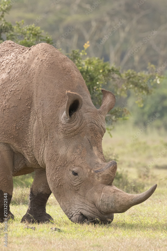 Obraz premium White Rhinoceros