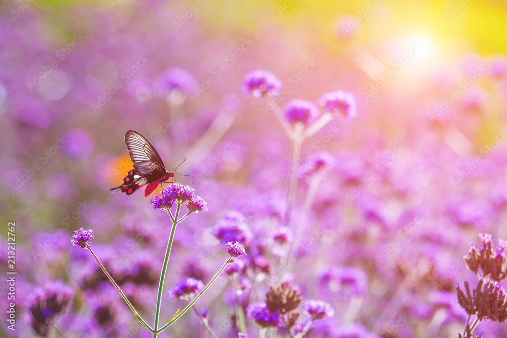 Butterflies are in the fields of flowers and sunshine in the morning. Butterflies are in the fields of flowers and sunshine in the morning.