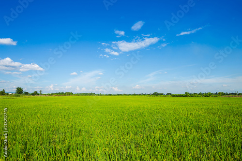 Fotografering Beautiful green cornfield with fluffy clouds sky background.