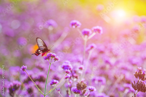 Butterflies are in the fields of flowers and sunshine in the morning.