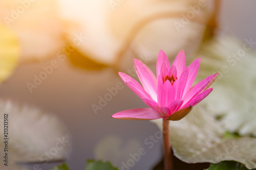 lotus flower water nature pond beautiful garden blossom 