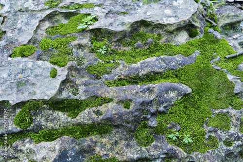 Green mos on Stone background,Stone With Green Mos.