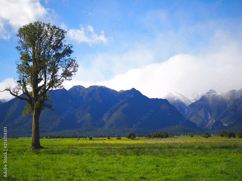 Naklejka premium Big tree in the grass