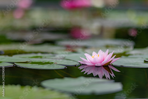 lotus flower water nature pond beautiful garden blossom 