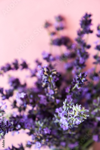 Lavender flower, violet Lavender flowers on a pink background. Lavandula.