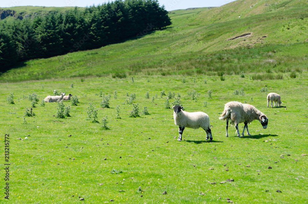Obraz premium Sheep in field in the Yorkshire Dales