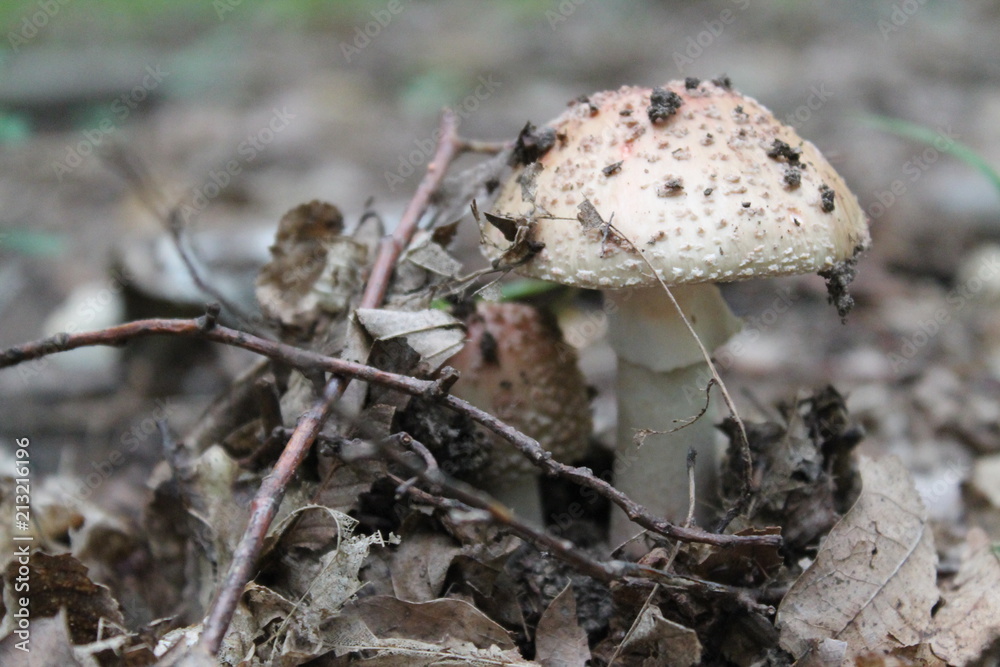 Mushroom Mushroom
