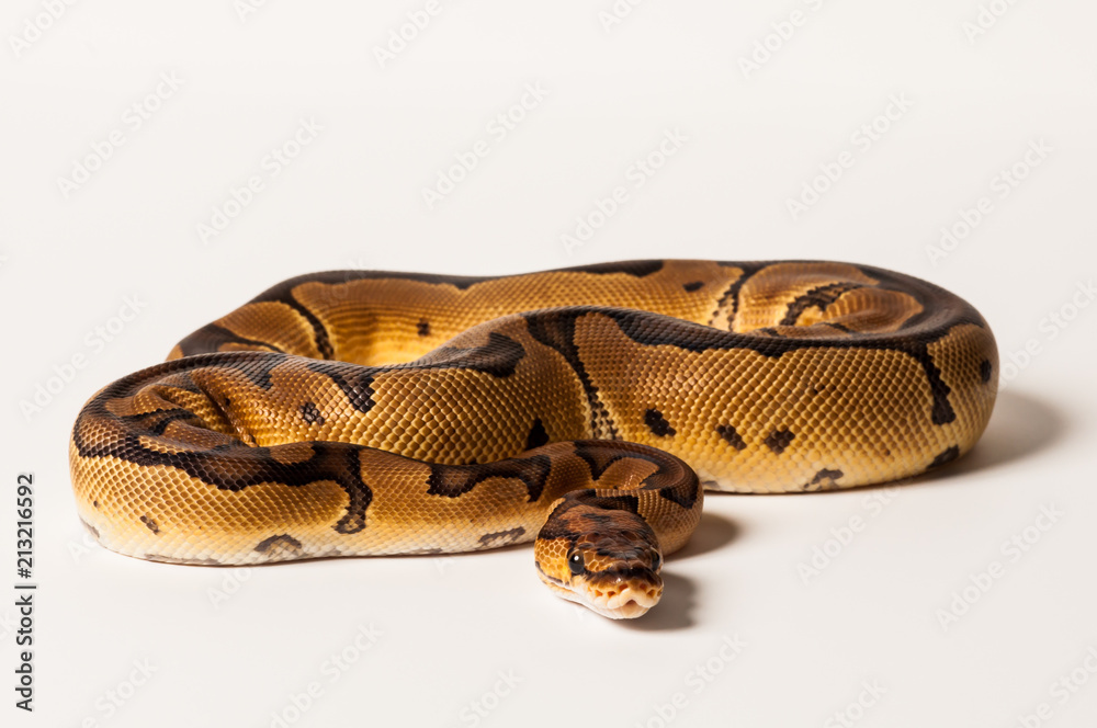 Obraz premium Ball python morph on white